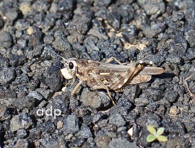 Dericoys lobata, grasshopper, Alan Prowse, Lanzarote, February 2011